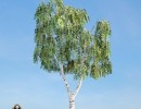 درخت Betula