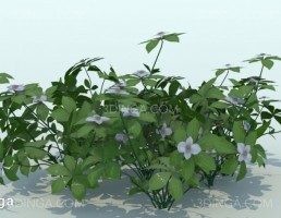 گیاه باغی Cornus Canadensis