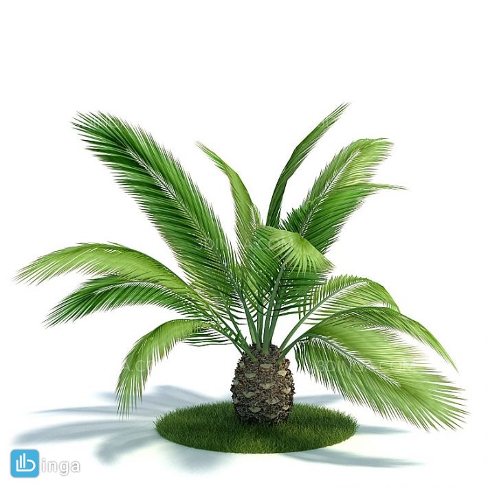 درخت نخل جزایر قناری
