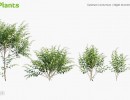 انواع درختچه های باغی