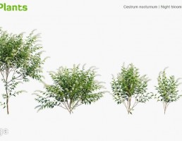 انواع درختچه های باغی