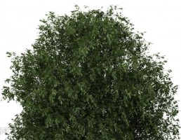 درخت سرسبز