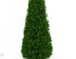 درختچه های باغی