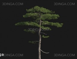 درخت Pinus taiwanensis
