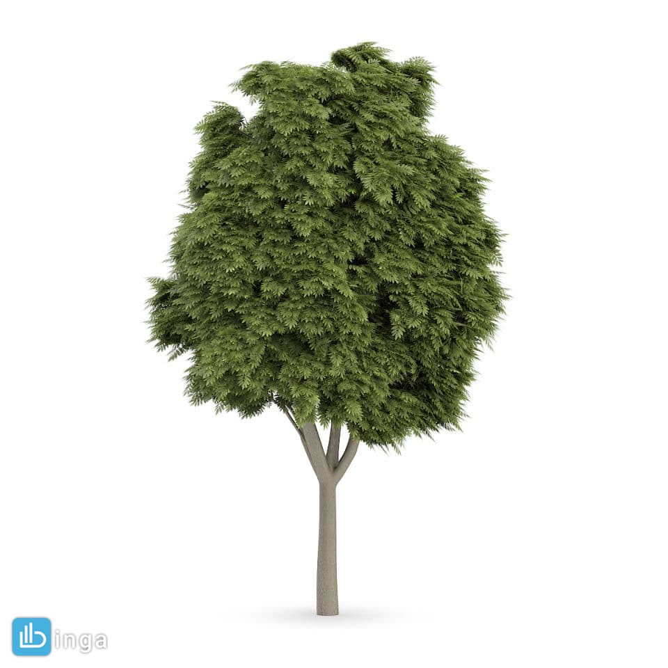 درخت در معرض باد