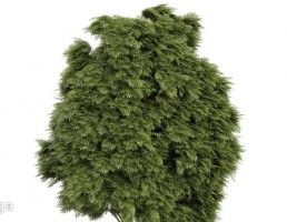 درخت در معرض باد