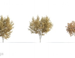 انواع درختان پاییزی