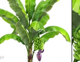 درخت موز ژاپنی