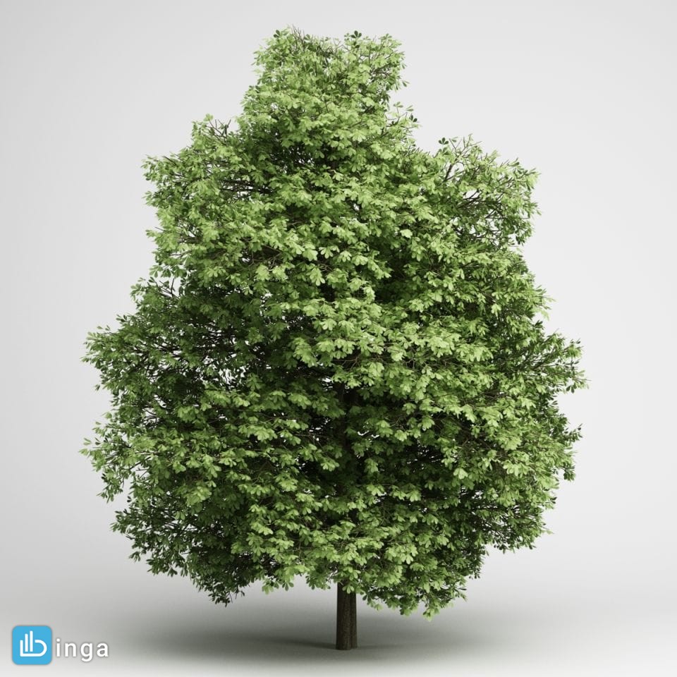 درخت سرسبز