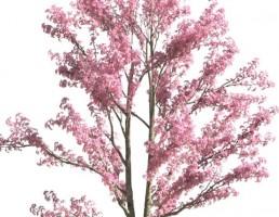 درخت