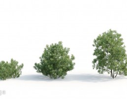 بوته گیاهان طبیعی