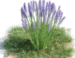 بوته Lavandula angustifolia