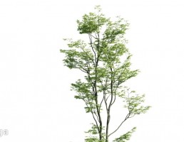 درخت بهاری
