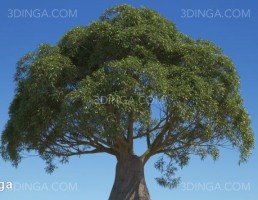 درختان مختص استرالیا و اقیانوسیه