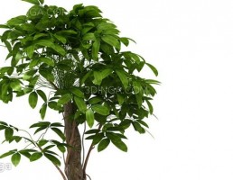 گلدان + گل های طبیعی