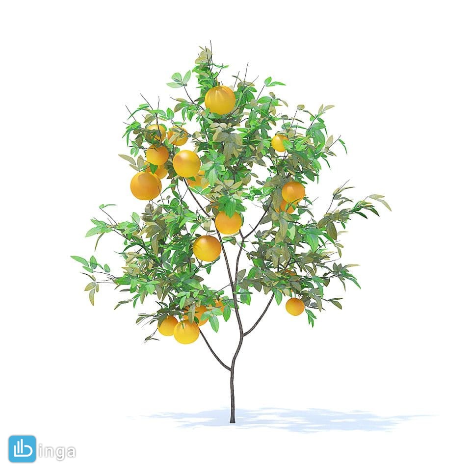درخت پرتغال