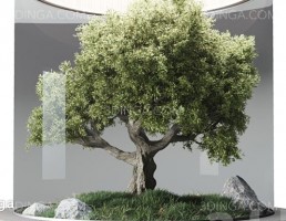 تراریوم با درخت