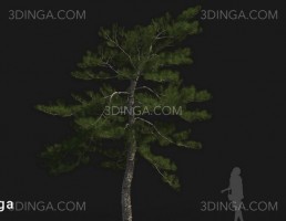 درخت Pinus tabuliformis