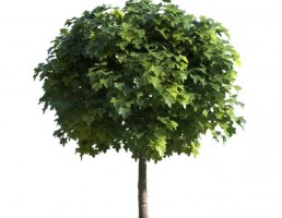 درخت پهن برگ