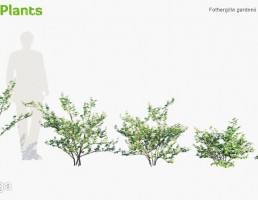 انواع درختچه های باغی