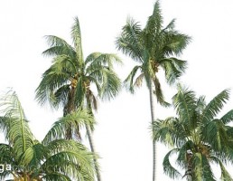 درخت نارگیل
