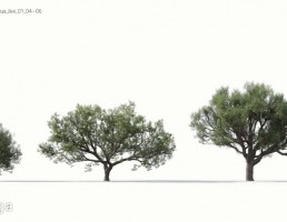 انواع درختان بهاری