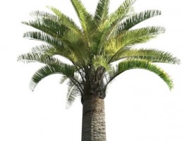 درخت کاج