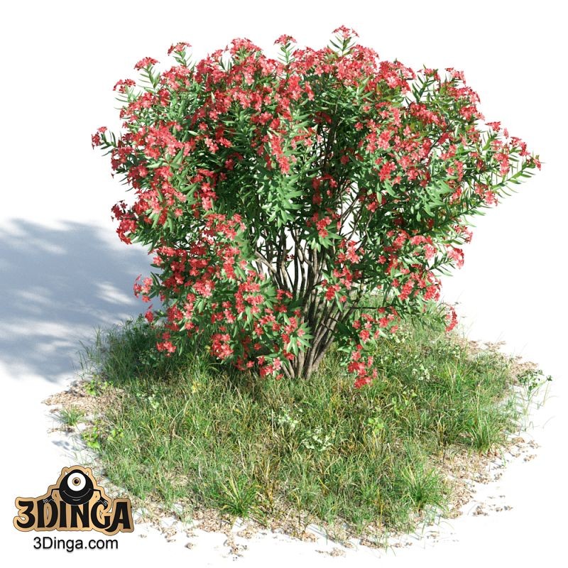 بوته Nerium oleander