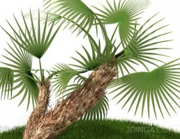 درختچه باغی بهاری