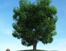 درخت سرسبز