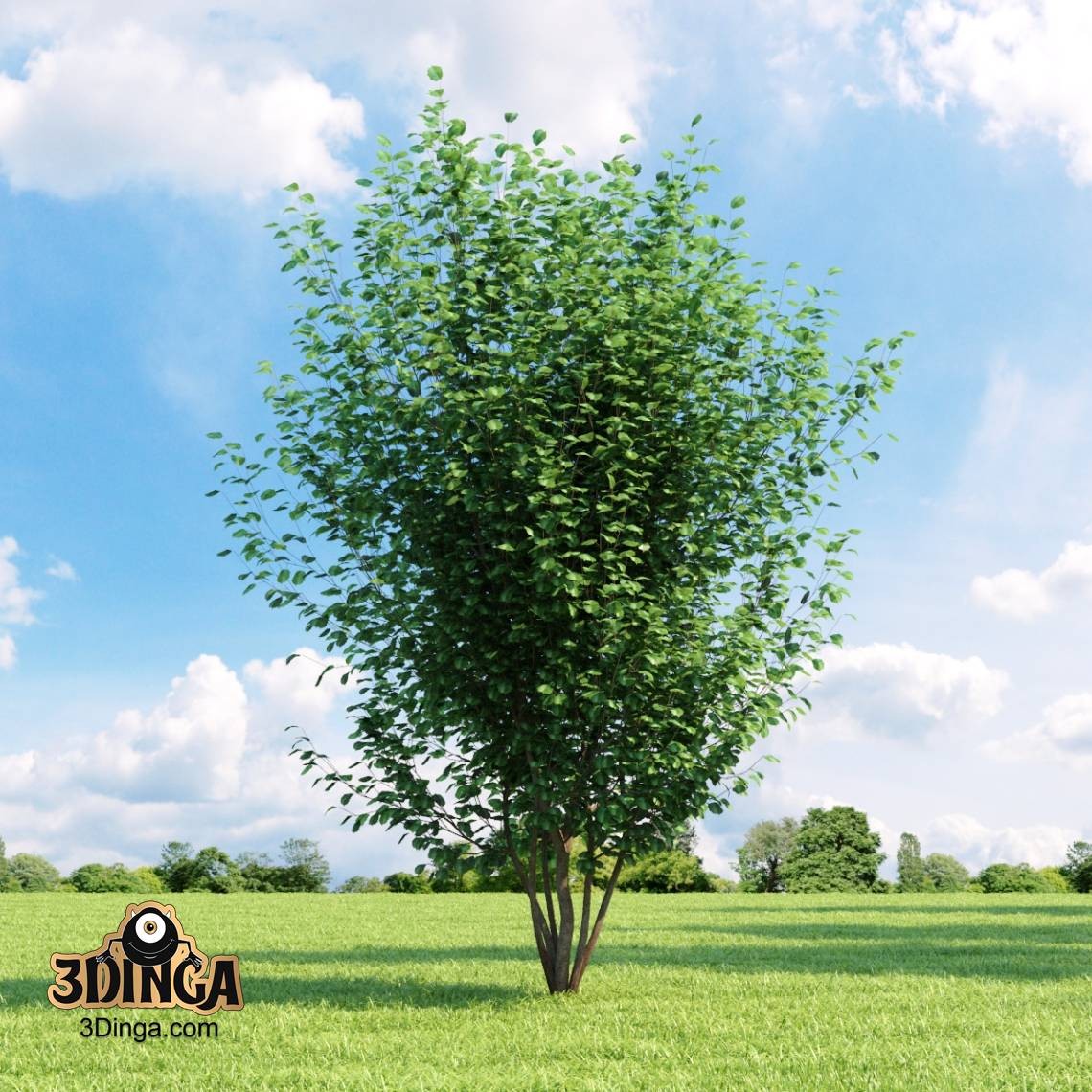 درخت