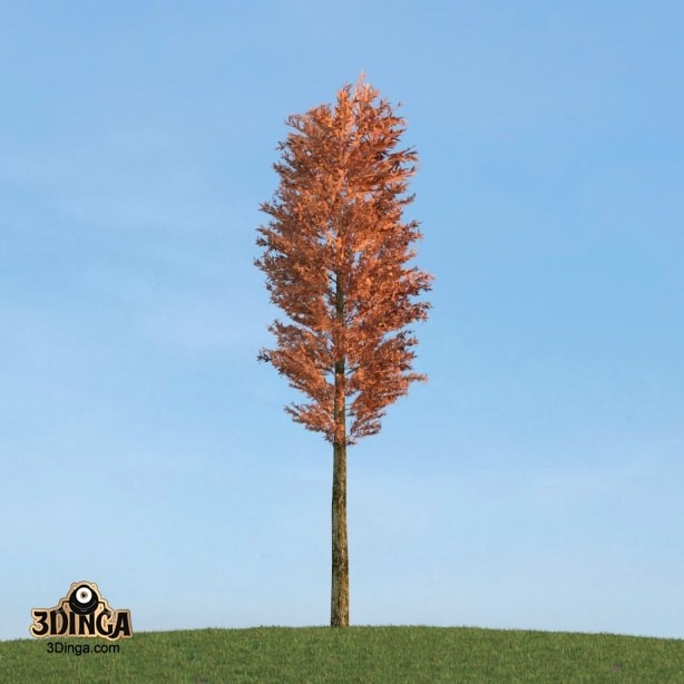 درخت Pinus_Sylvestris