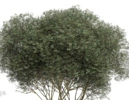درخت وحشی