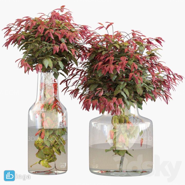 گیاهان تزیینی + گلدان شیشه ای