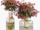 گیاهان تزیینی + گلدان شیشه ای