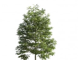 درخت کاج
