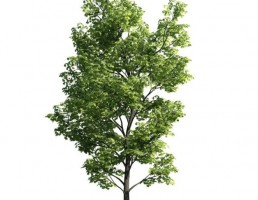 درخت