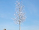 درخت Betula