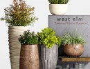 مجموعه گیاهان در گلدان
