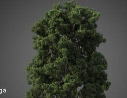درخت نیمه گرمسیری
