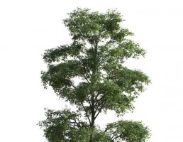 درخت