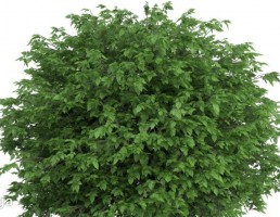 درخت اقاقیا