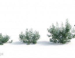 بوته گیاهان طبیعی