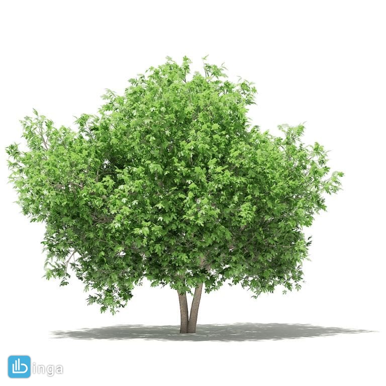درخت آووکادو