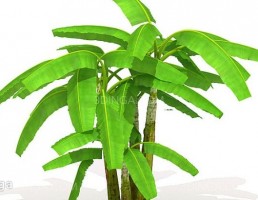 درختچه باغی بهاری