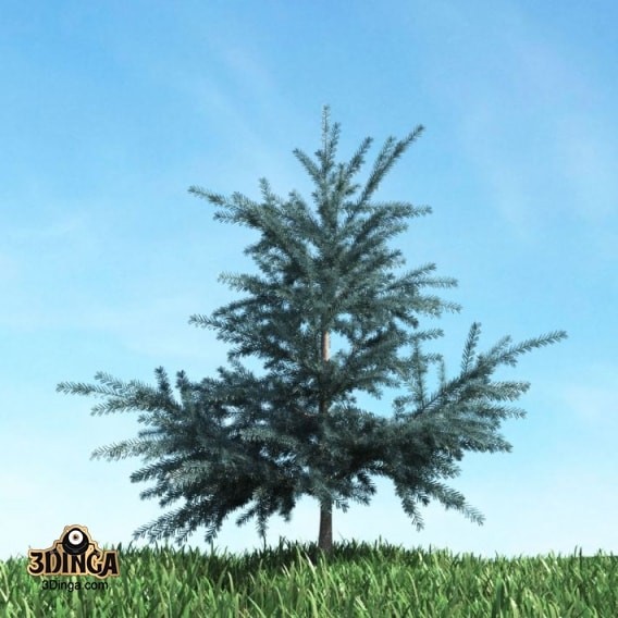 درخت سوزنی برگ
