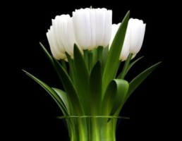 گلدان + گل لاله