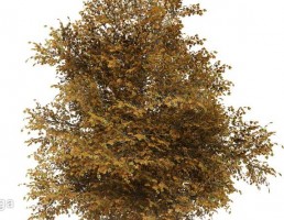 درخت پاییزی افرا