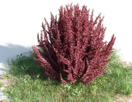 بوته Berberis thunbergi