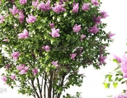 بوته گل
